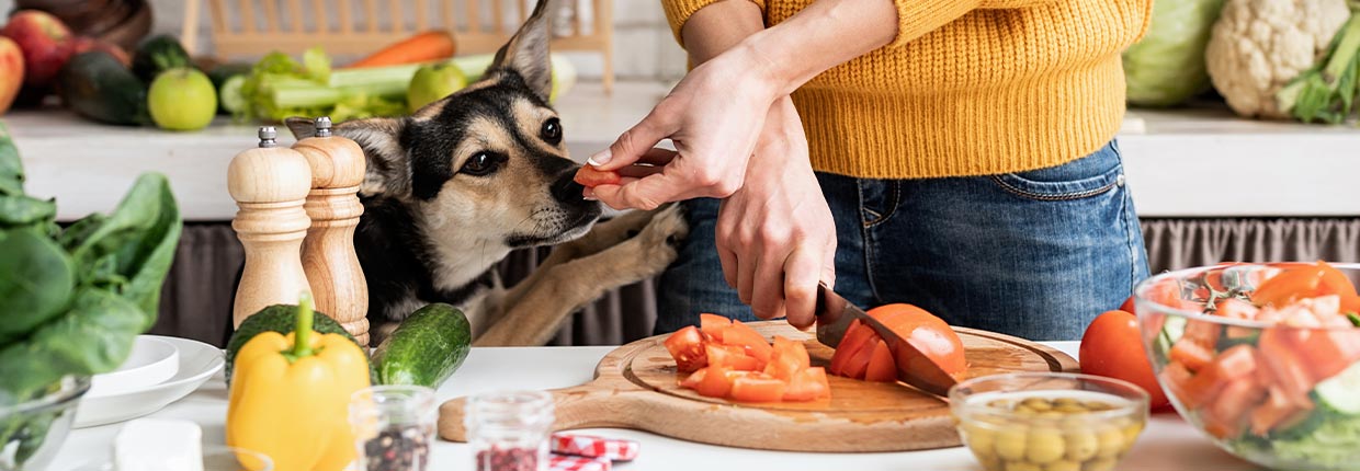 Gemüse für Hunde – was ist gesund, was dürfen sie nicht fressen?