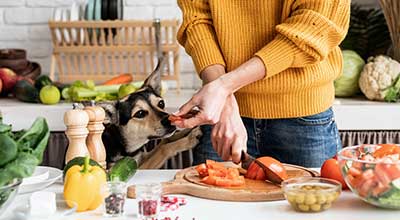 Gemüse für Hunde – was ist gesund, was dürfen sie nicht fressen?