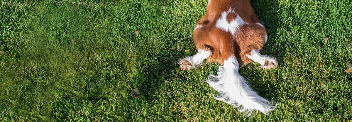 Dein Hund verliert Fell? Ursachen und Lösungen gegen Haarausfall bei Hunden