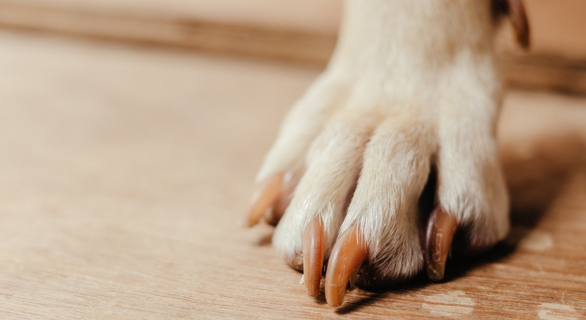 Krallen schneiden bei Hunden ▻ Tipps und Anleitung