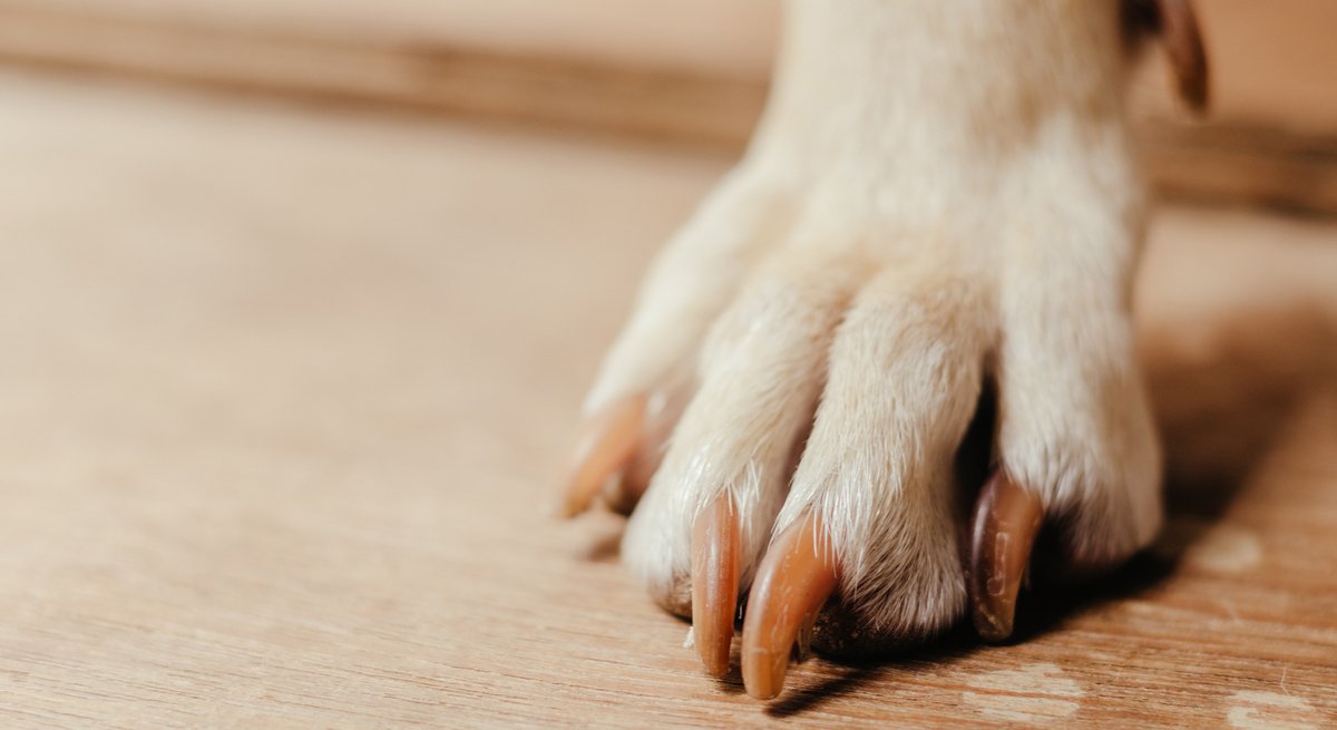 Tipps zum richtigen Krallen schneiden beim Hund