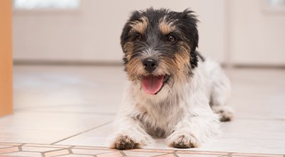 Mein Hund ist kurzatmig: Ist das gefährlich?