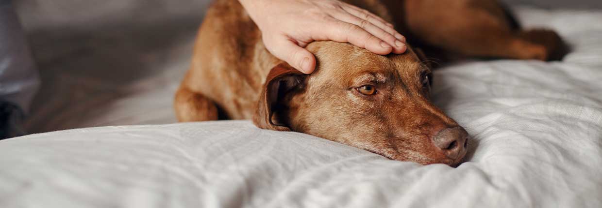 Lebererkrankung beim Hund: Von den Auslösern bis zur Leberschonkost