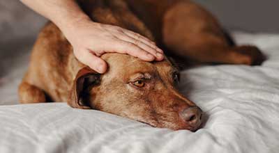 Lebererkrankung beim Hund: Von den Auslösern bis zur Leberschonkost