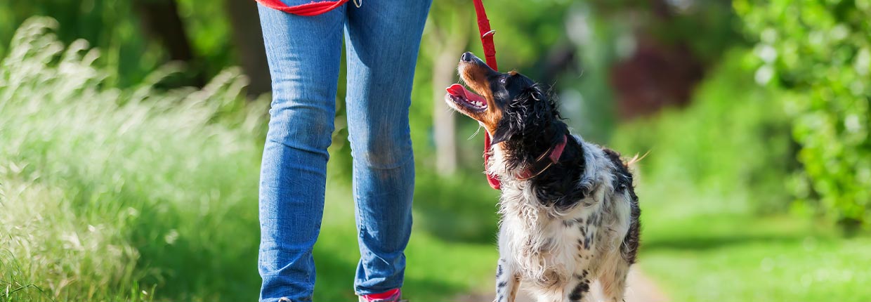 Schlepp-, Flexi- oder Führleine: Welche Leine ist für Deinen Hund die beste?