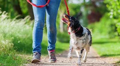 Schlepp-, Flexi- oder Führleine: Welche Leine ist für Deinen Hund die beste?