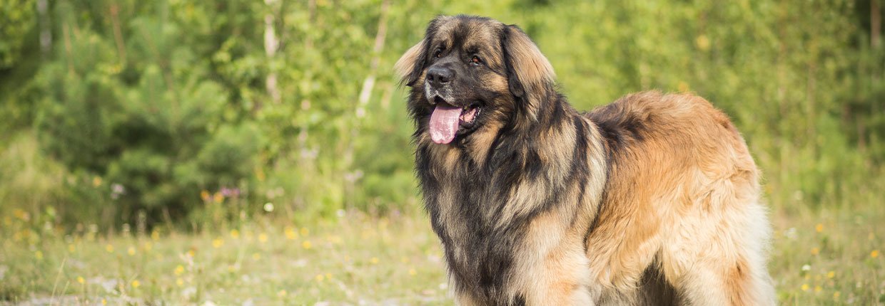 Leonberger: Der Löwe unter den Hunderassen