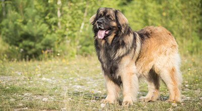 Leonberger: Der Löwe unter den Hunderassen