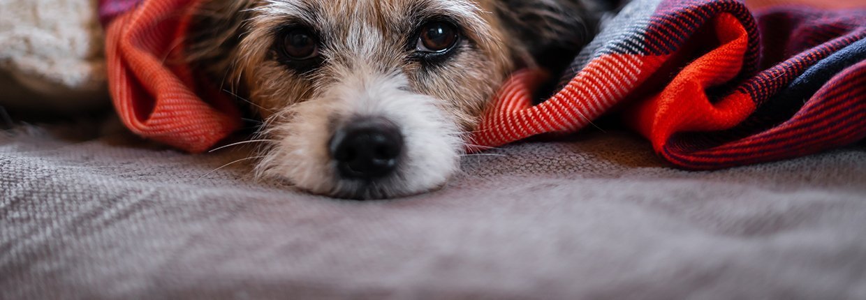 Magen-Darm-Probleme beim Hund: Wenn der Bauch Deines Vierbeiners nicht in Ordnung ist