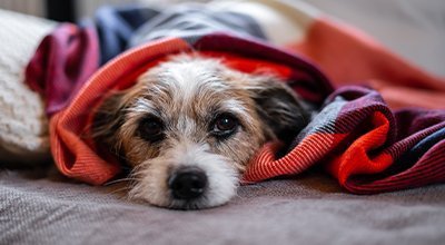 Magen-Darm-Probleme beim Hund: Wenn der Bauch Ihres Vierbeiners nicht in Ordnung ist