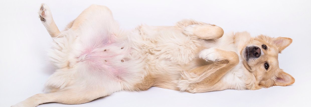 Magen- und Darmgeräusche beim Hund: Wenn’s gluckert und blubbert