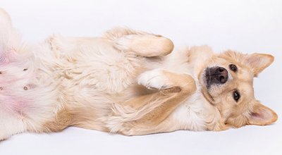 Magen- und Darmgeräusche beim Hund: Wenn’s gluckert und blubbert