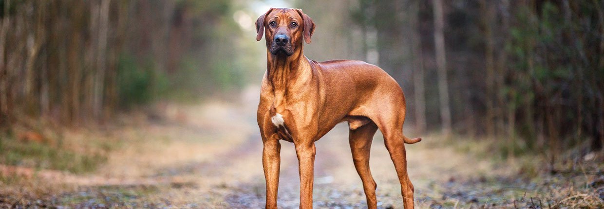 Afrikanischer Jagdhund mit Köpfchen und viel Power: Der Rhodesian Ridgeback