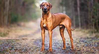 Afrikanischer Jagdhund mit Köpfchen und viel Power: Der Rhodesian Ridgeback