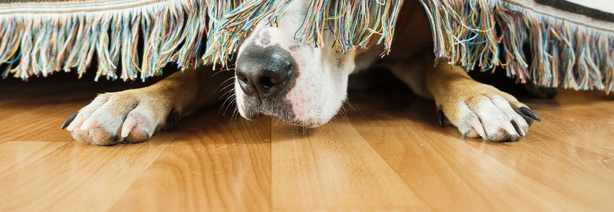 Hund an Silvester: Stress verhindern und Nerven beruhigen