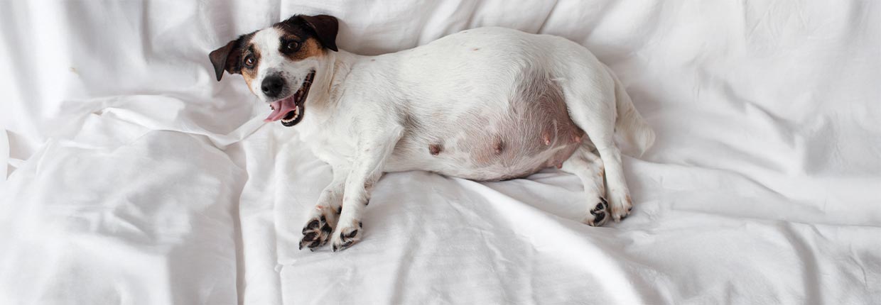 Das richtige Futter für Deine trächtige Hündin