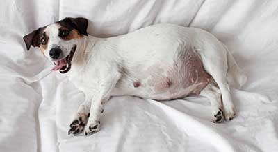 Das richtige Futter für Deine trächtige Hündin