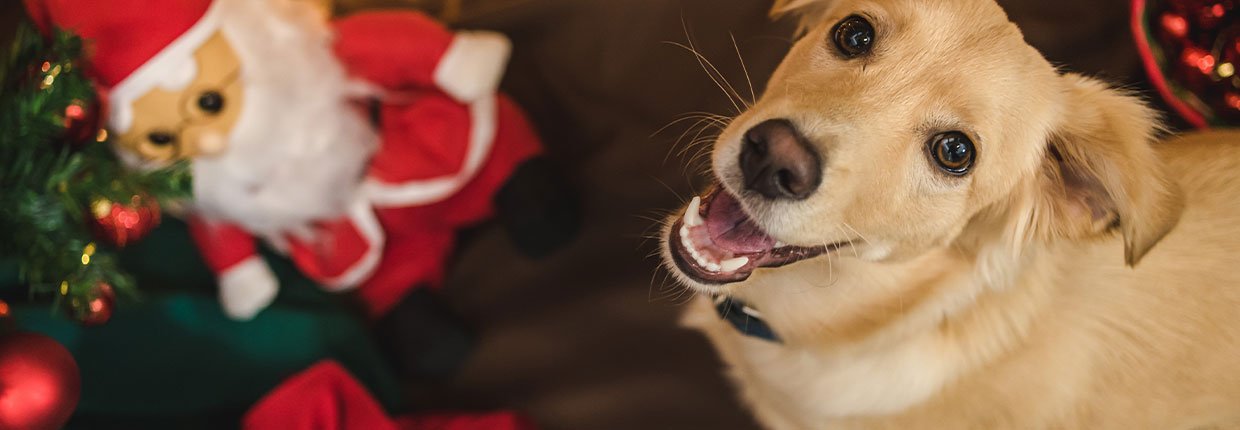 Weihnachten mit Hund: Tipps zum entspannten und sicheren Feiern