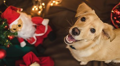 Weihnachten mit Hund: Tipps zum entspannten und sicheren Feiern