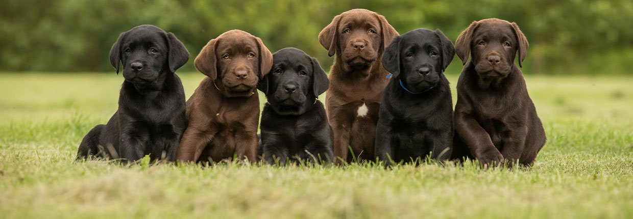 Welpen füttern – die richtige Ernährung für junge Hunde