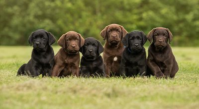 Welpen füttern – die richtige Ernährung für junge Hunde