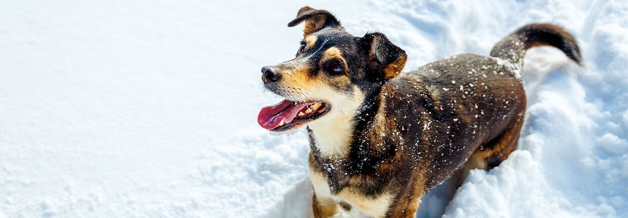 Hund im Winter: Zehn Tipps für die kalte Jahreszeit