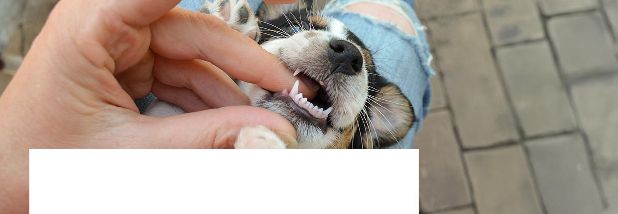 Zahnwechsel beim Hund