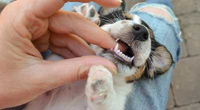 Zahnwechsel beim Hund