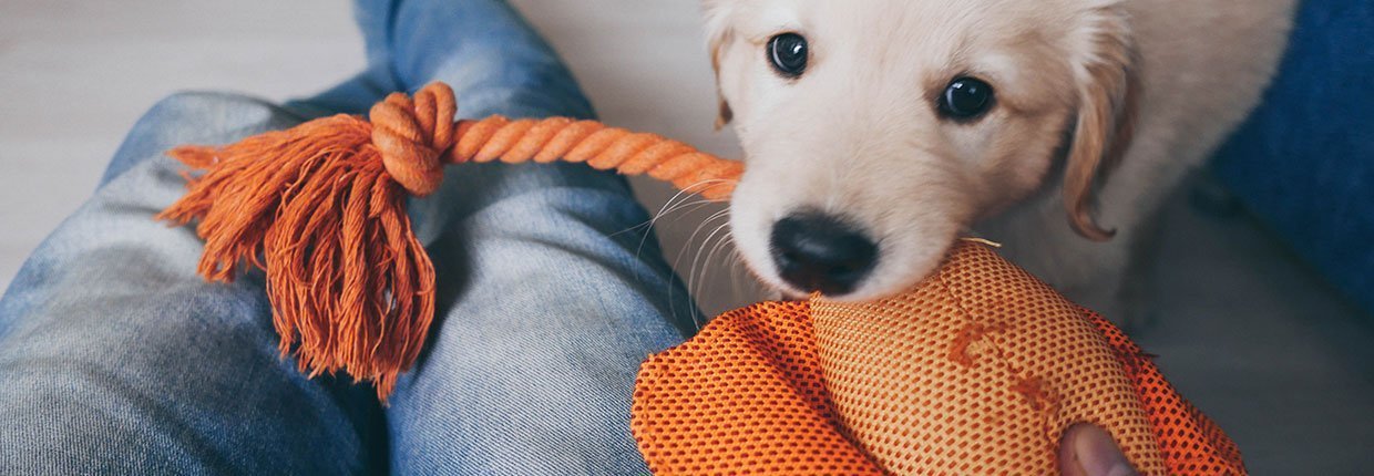 Hund beschäftigen: Drinnen für Auslastung sorgen