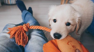 Hund drinnen beschäftigen - artgerechte Auslastung zu Hause