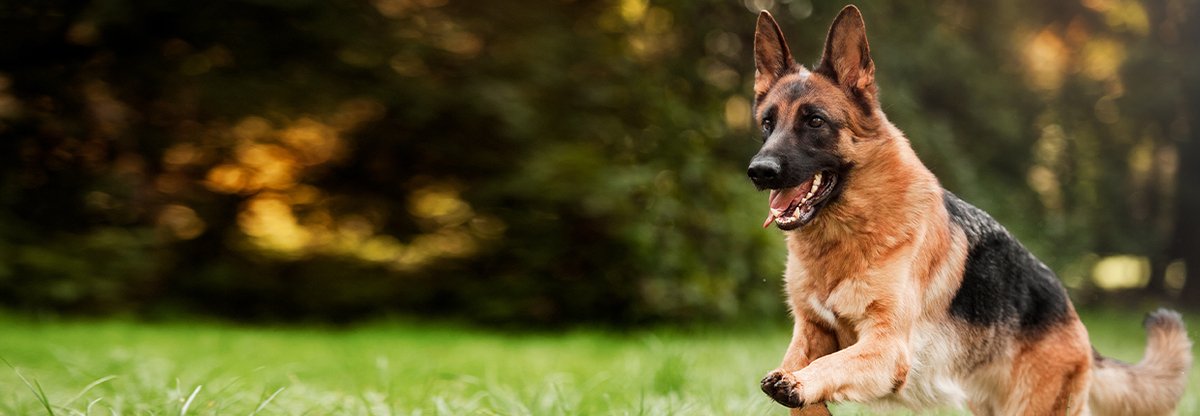 Rasseportrait Deutscher Schäferhund – Charakter, Haltung, Erziehung &amp; mehr