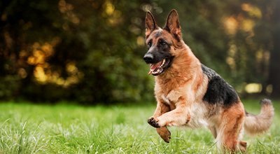 Rasseportrait Deutscher Schäferhund – Charakter, Haltung, Erziehung & mehr