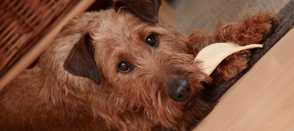 kor bekymre violin Was dürfen Hunde nicht essen? Erfahren Sie es hier!