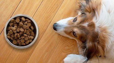 Ihr Hund frisst nicht: Mögliche Gründe und Tipps