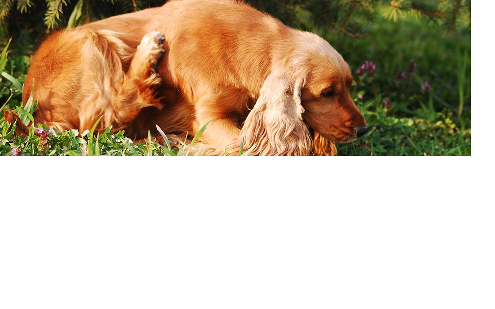 Juckreiz Beim Hund Ein Lästiges Thema Für Mensch Tier