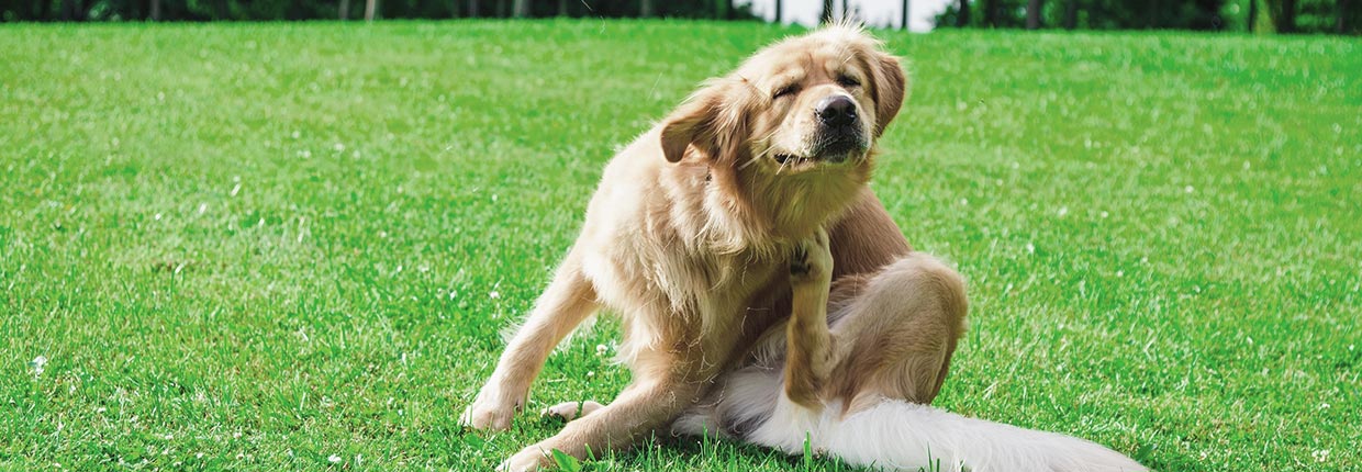 Mein Hund kratzt sich ständig – Was tun bei Juckreiz?