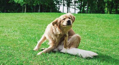 Mein Hund kratzt sich ständig – Was tun bei Juckreiz?
