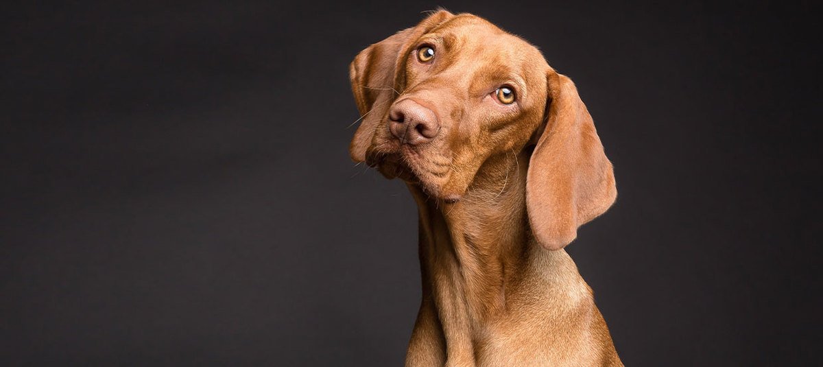 Hund kaufen: eine folgenträchtige Entscheidung