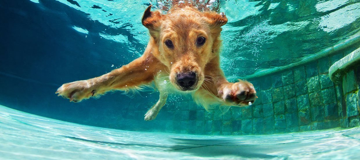 Hund im Wasser - So können Sie Ihrem Hund das Schwimmen beibringen