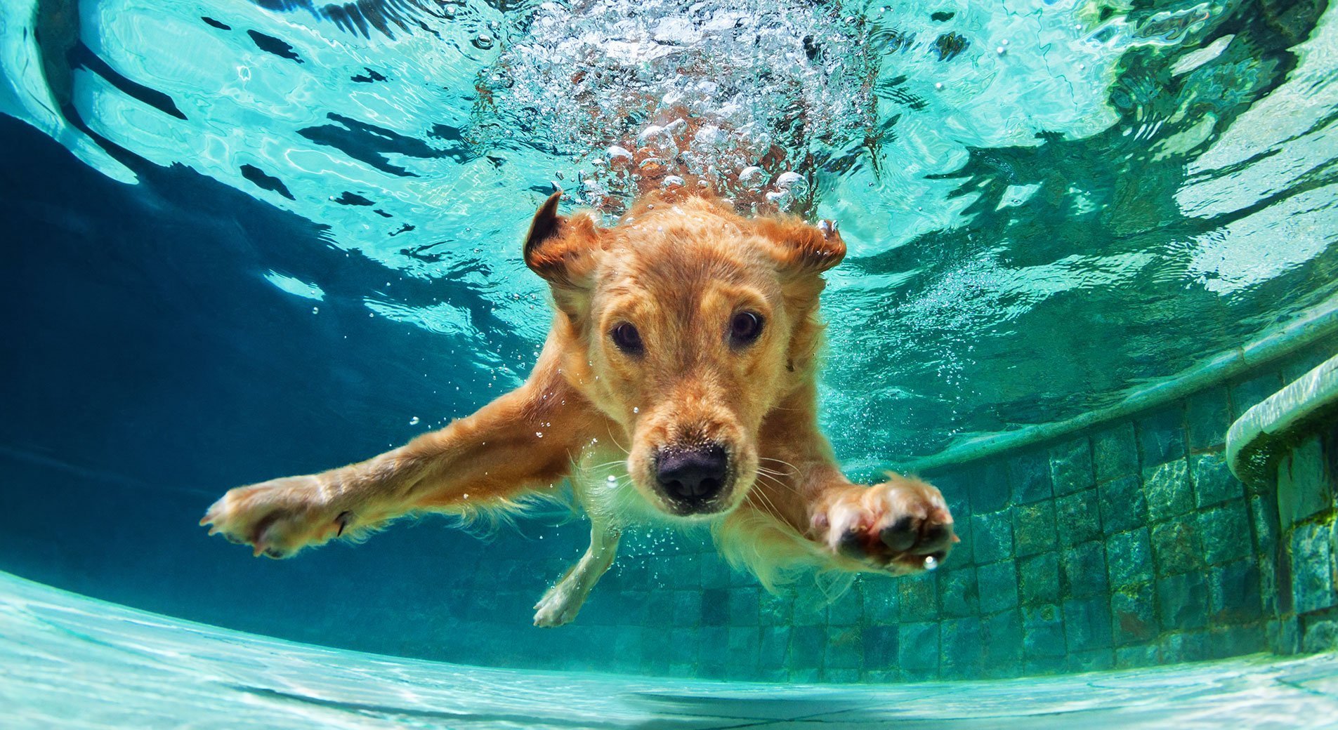 Hund im Wasser dem Hund schwimmen beibringen
