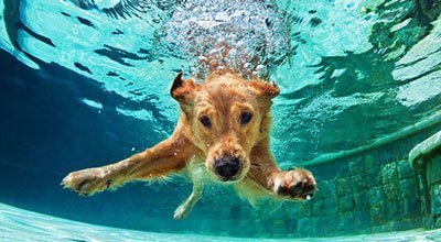 Hund im Wasser - So können Sie Ihrem Hund das Schwimmen beibringen