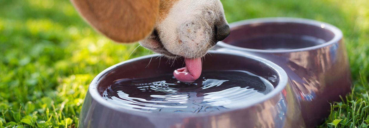 Mein Hund trinkt viel: Ist das normal?