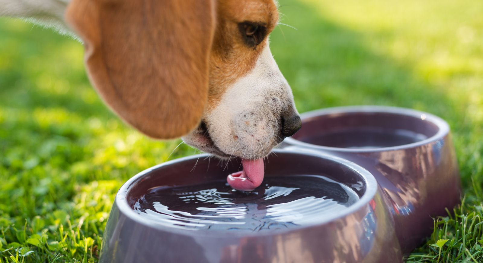 Hund trinkt viel Was ist normal? Was ein Indiz für Krankheit?