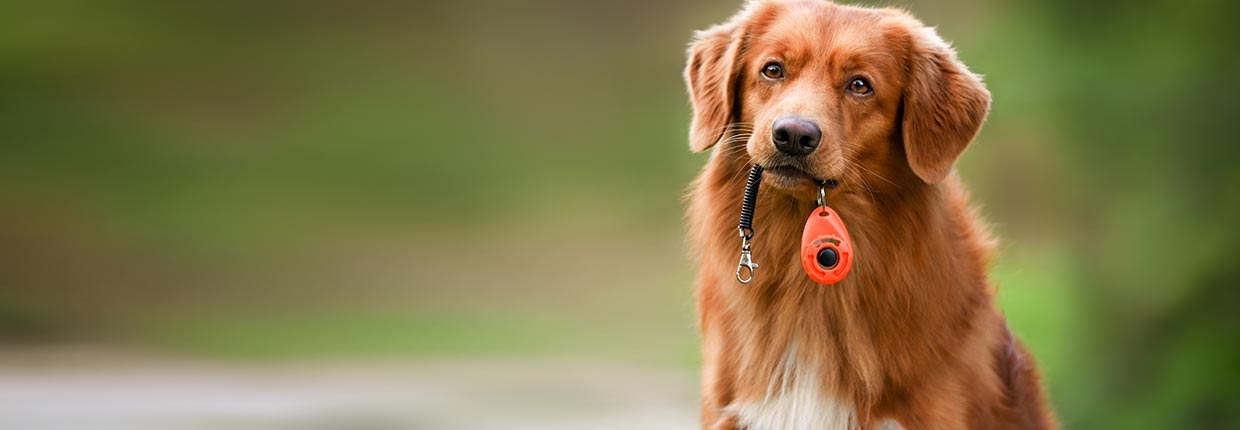 Hundeführerschein: Der Nachweis für Deine Kenntnisse rund um den Hund