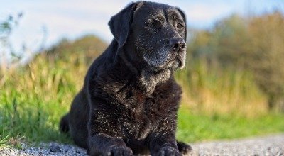 Die passende Ernährung für ältere Hunde