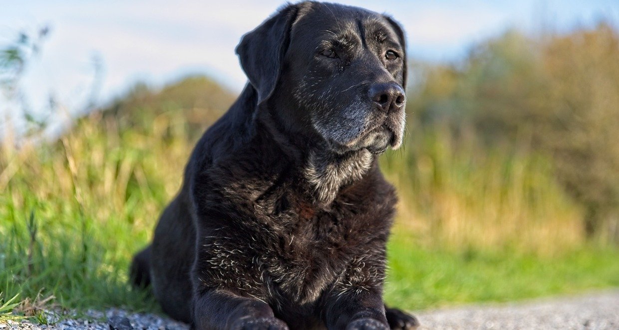 Die passende Ernährung für ältere Hunde