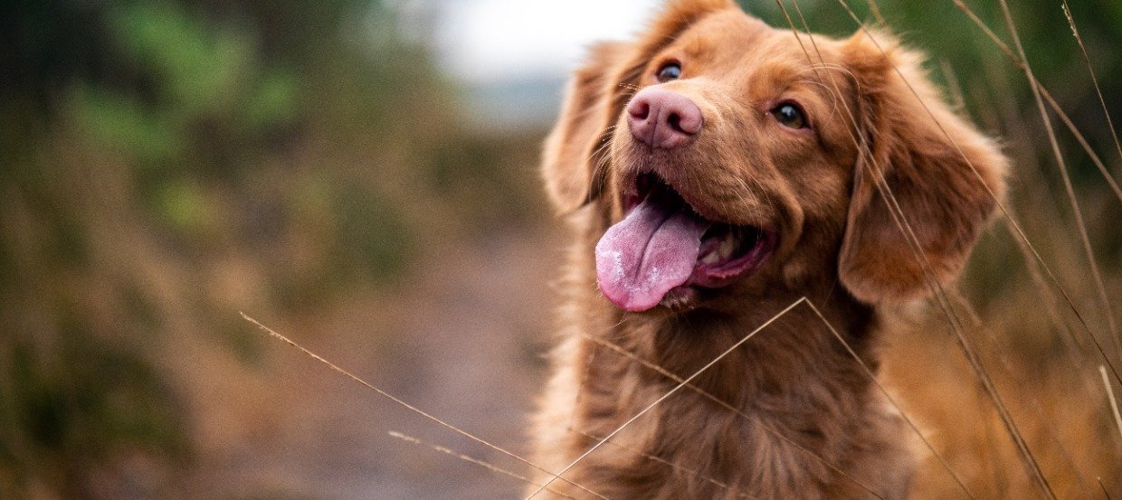 Wenn der Vierbeiner erkrankt: Häufige Hundekrankheiten &amp; Tipps zur Behandlung