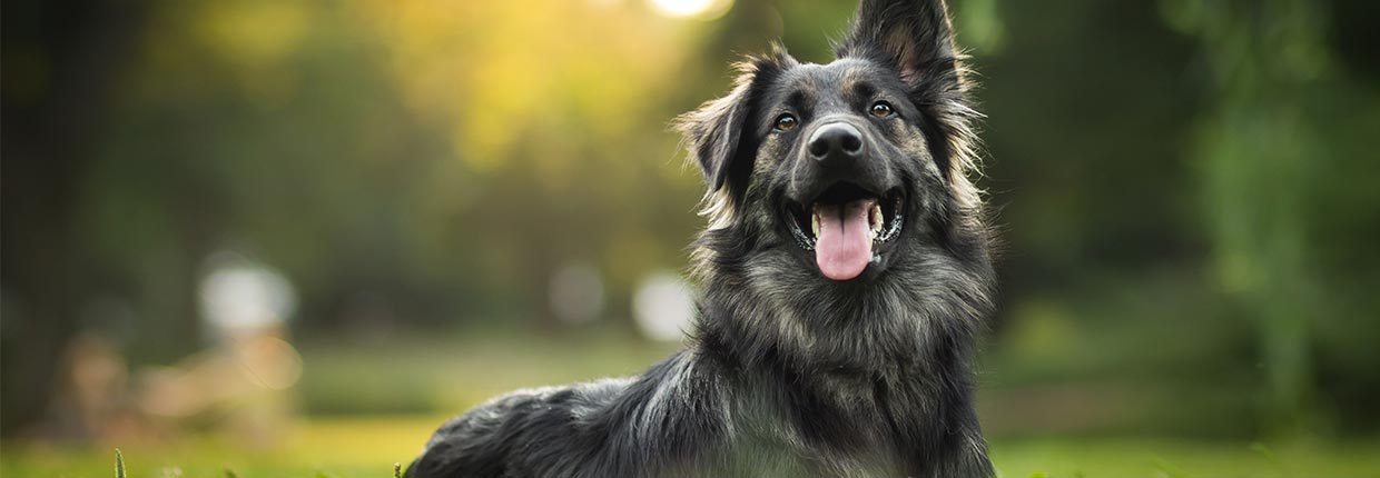 Weibliche Hundenamen: Finde den perfekten Namen für Deine Hündin 