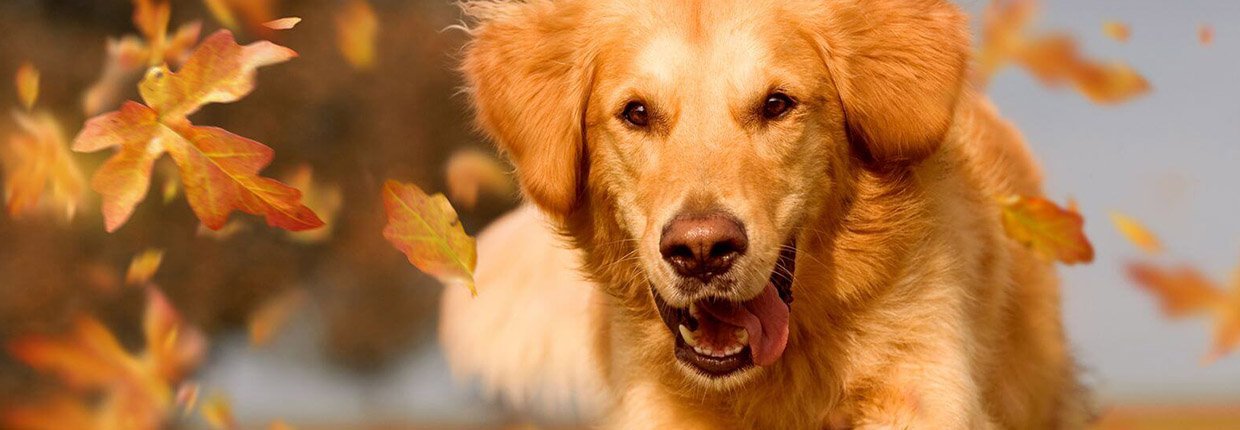 Hund im Herbst: Die wichtigsten Tipps für den Jahreszeitenwechsel