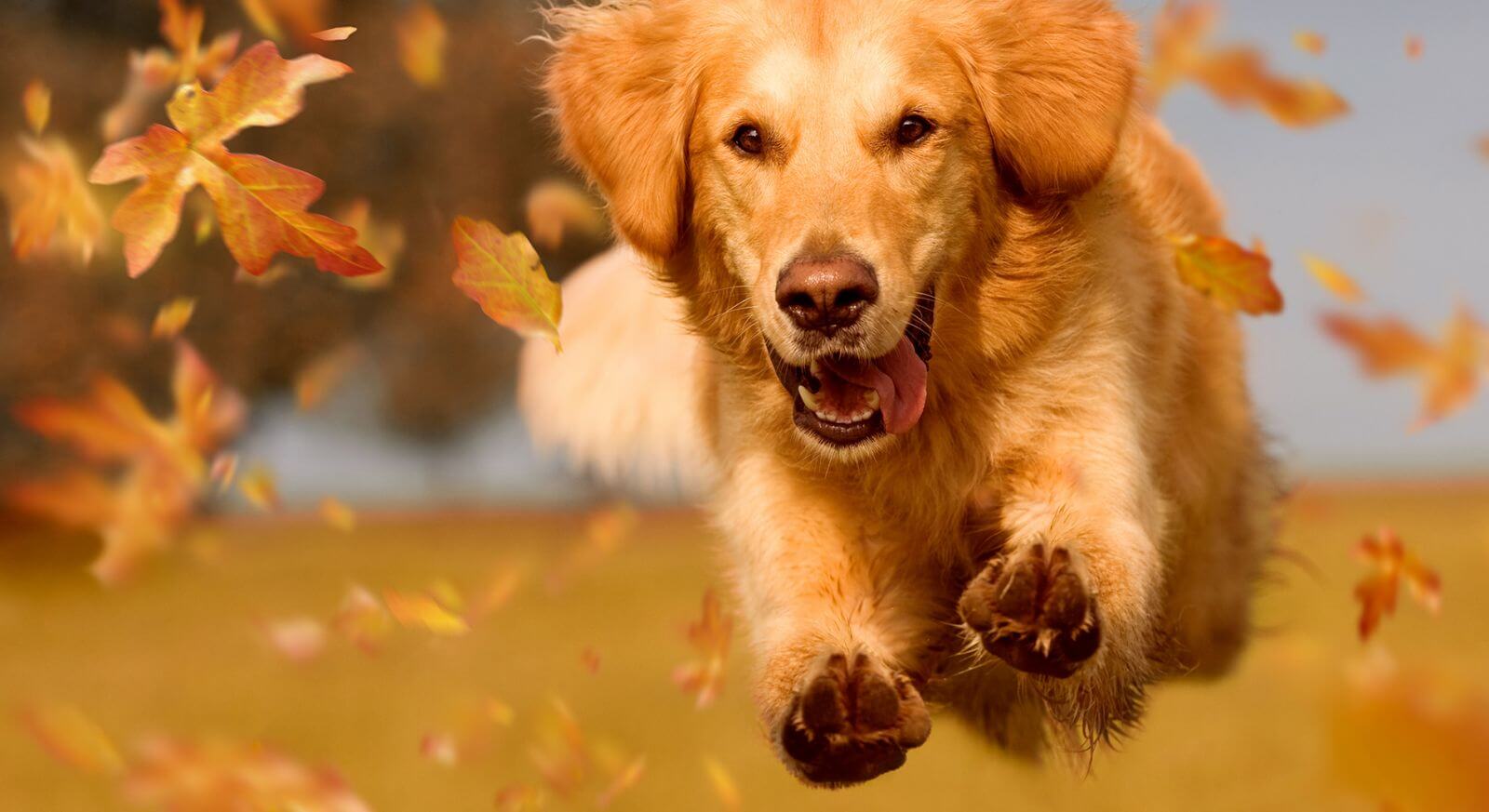 Hund im Herbst: Die wichtigsten Tipps für den Jahreszeitenwechsel